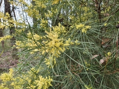 Acacia mucronata longifolia