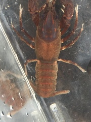 Cambarus obstipus