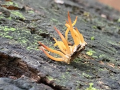 Calocera