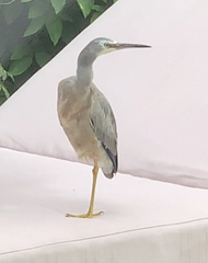 Egretta novaehollandiae