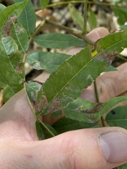 Stigmella longisacca