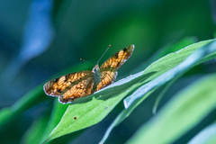 Phyciodes cocyta