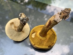 Aureoboletus innixus