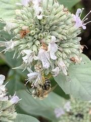 Eumelissodes