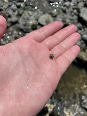 Pagurus hirsutiusculus