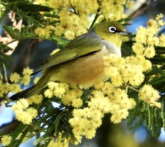 Zosterops lateralis