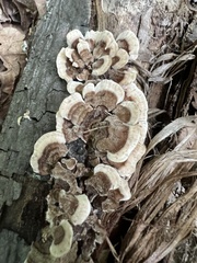 Trametes versicolor