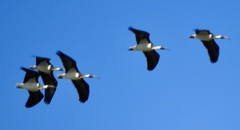 Threskiornis spinicollis