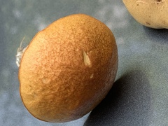 Aureoboletus innixus