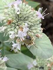Eumelissodes