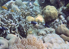 Pycnochromis margaritifer