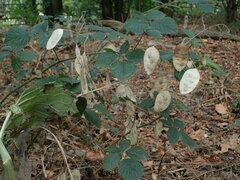 Lunaria annua