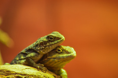 Ctenophorus vadnappa