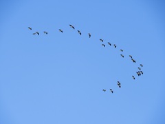 Threskiornis spinicollis