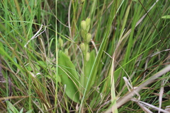 Liparis loeselii
