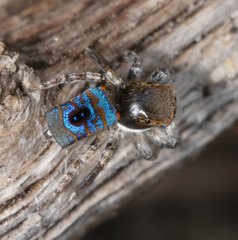 Maratus hortorum
