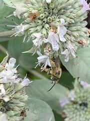 Eumelissodes