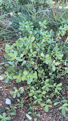 Portulaca oleracea