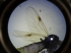Dilophus