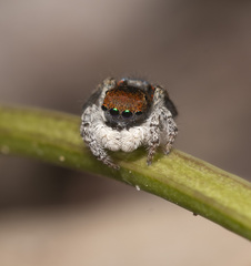 Maratus hortorum