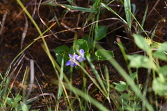 Viola adunca