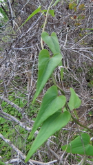 Dioscorea