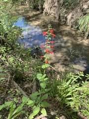 Salvia coccinea