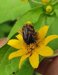 Euphoria subtomentosa