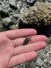 Hemigrapsus oregonensis