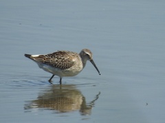 Calidris himantopus
