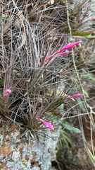Tillandsia tenuifolia