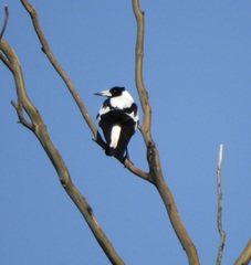 Gymnorhina tibicen