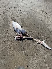 Carcharhinus limbatus