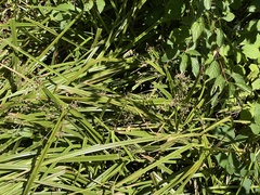 Scirpus microcarpus