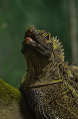 Hydrosaurus pustulatus