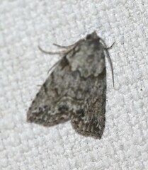 Calathusa basicunea