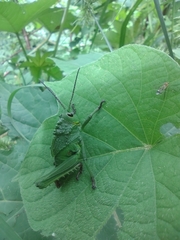 Cibotopteryx