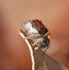 Maratus gemmifer