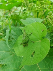 Cibotopteryx