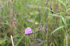 Agalinis auriculata