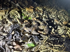 Deinagkistrodon acutus