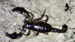 Euscorpius