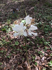 Lycoris radiata