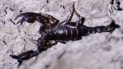 Euscorpius
