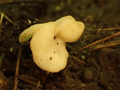 Helvella crispa