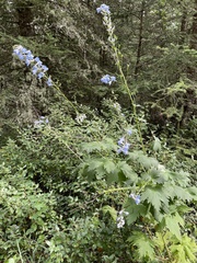 Delphinium cultorum