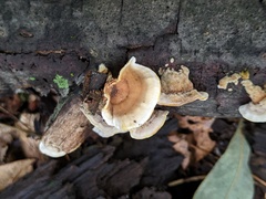 Stereum subtomentosum