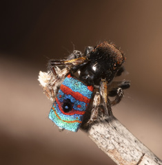 Maratus gemmifer