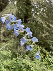 Delphinium cultorum