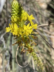 Bulbine